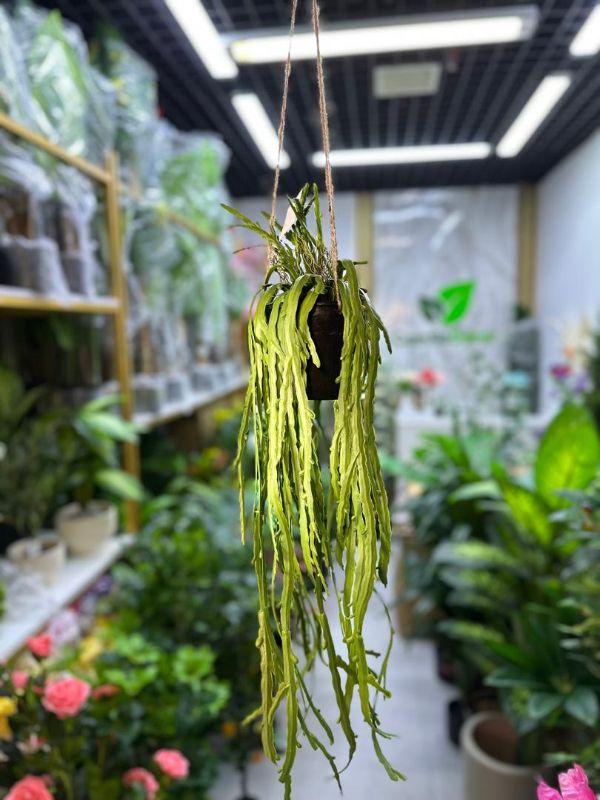Teknolojia Mistletoe Cactus  Hanging flower