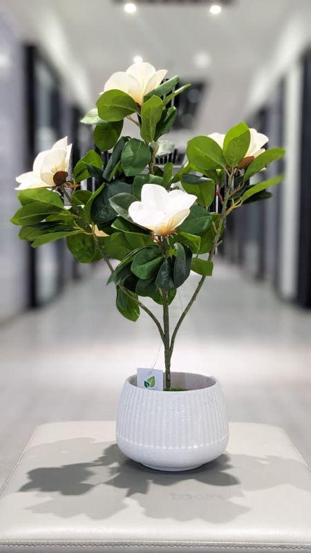 Magnolia