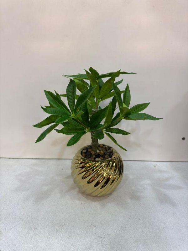Bonsai Money Tree – Pachira Aquatica in Gold Swirl Pot